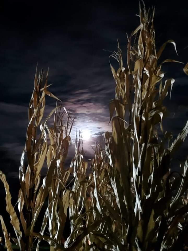 Haunted Corn Maze